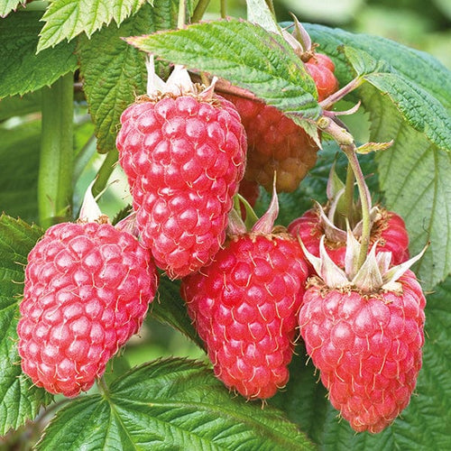 Raspberry Malling Juno Fruit Plants | Fothergills