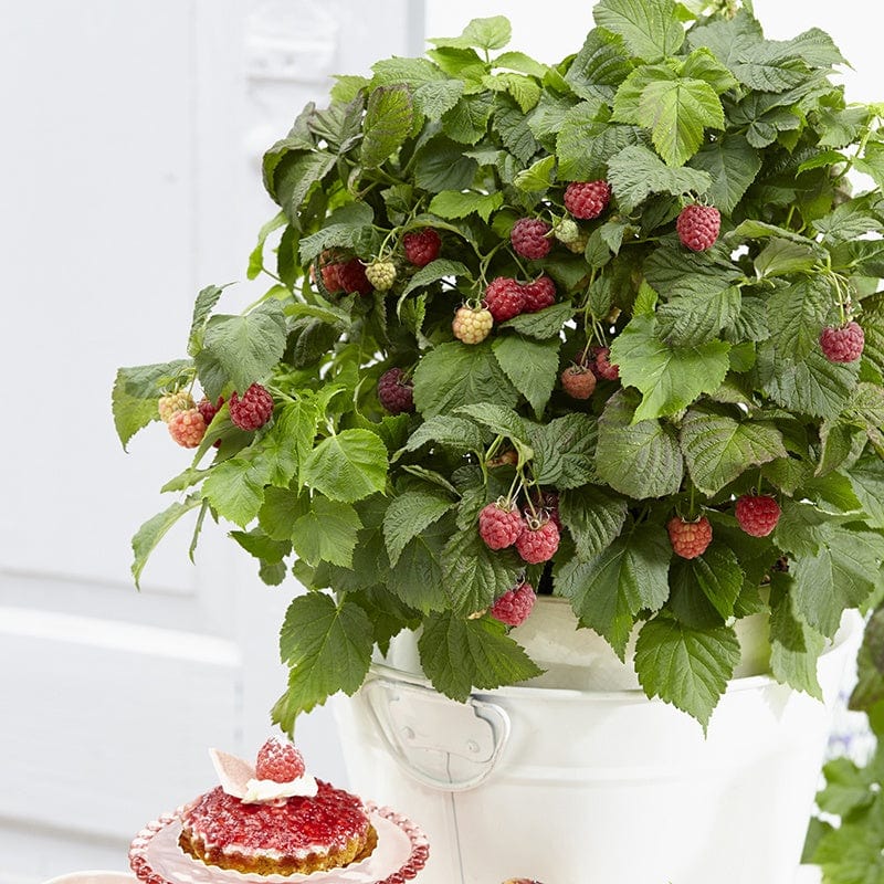 Raspberry Yummy Fruit Plant
