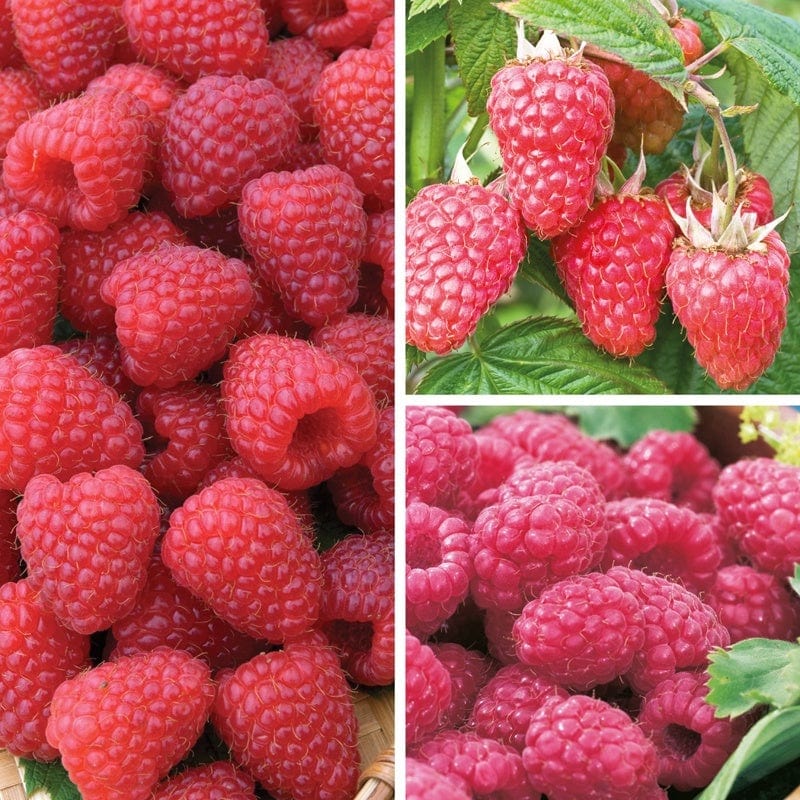 Long Cropping Raspberry Fruit Canes Collection From Mr Fothergills ...