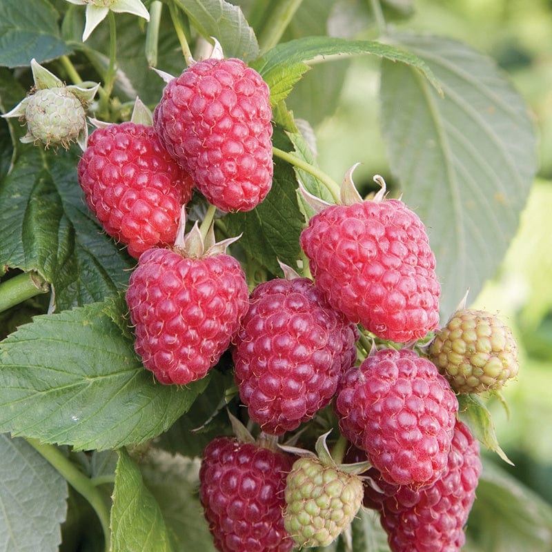 Raspberry Joan J Fruit Plants From Mr Fothergills Seeds and Plants