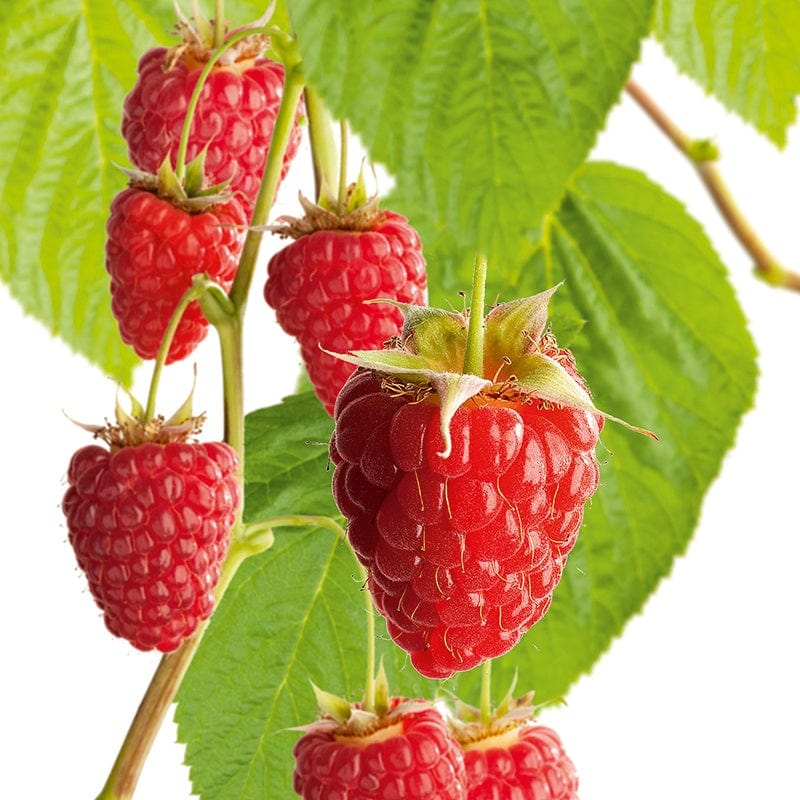 Raspberry Heritage Fruit Canes (Primocane)
