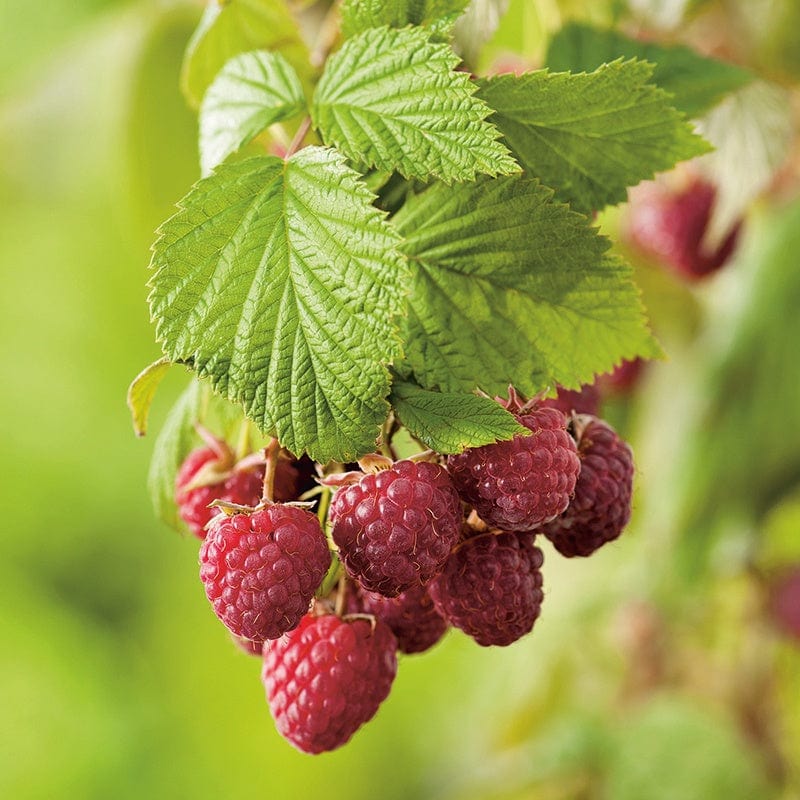 Raspberry Heritage Fruit Canes (Primocane)