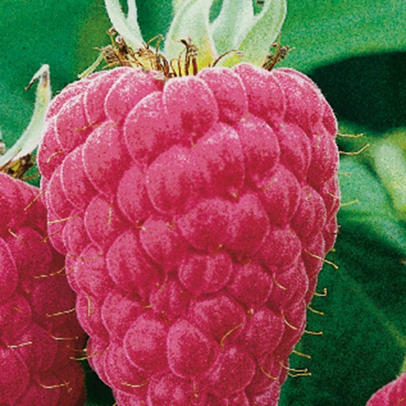 Raspberry Malling Promise Fruit Canes (Floricane)