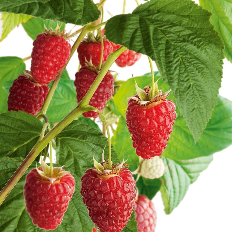 Raspberry Malling Promise Fruit Canes (Floricane)