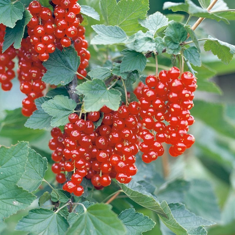 Redcurrant Junifer Fruit Plant