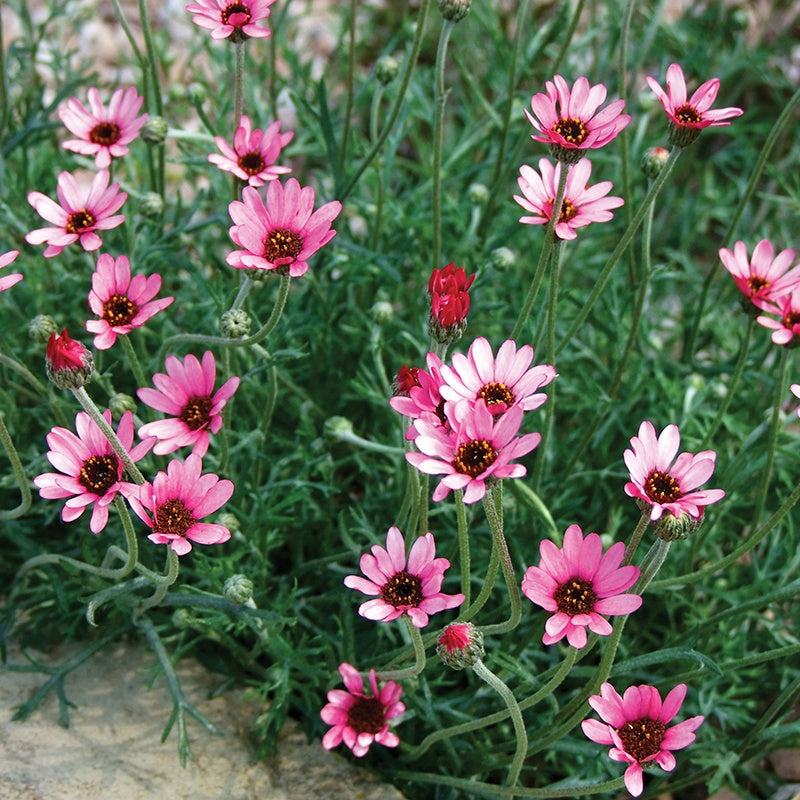 Rhodanthemum Pretty in Pink Flower Plants