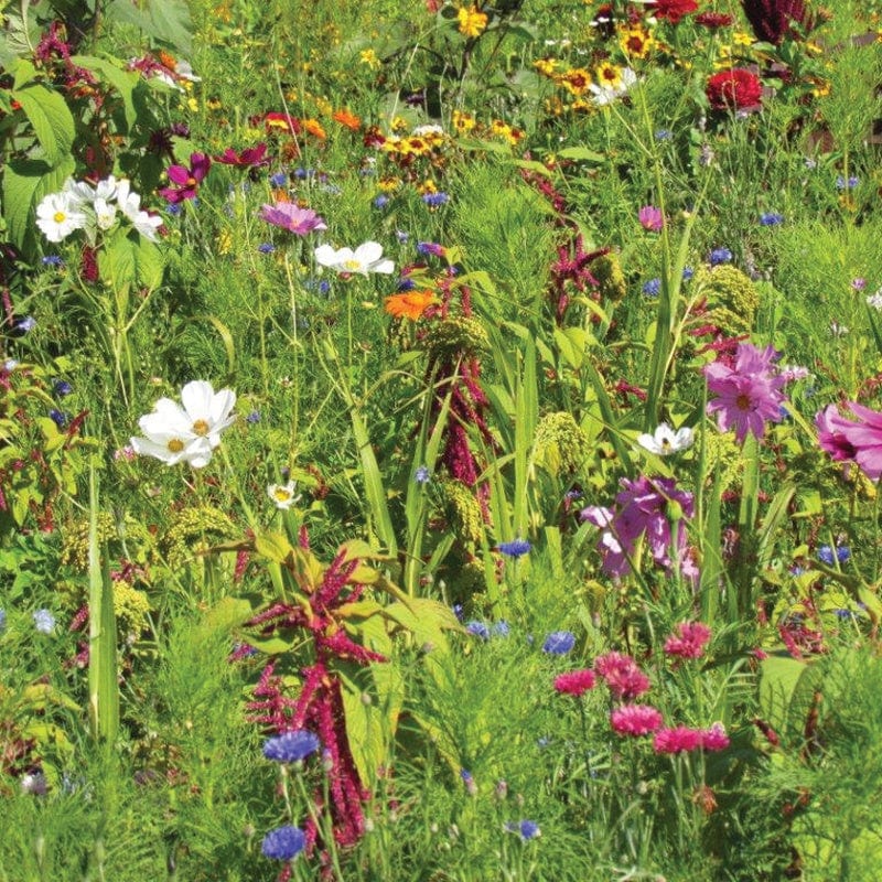 RHS Flowers For Birds Mix