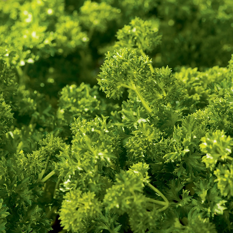 Close-up of green leafy plants with a blurred background