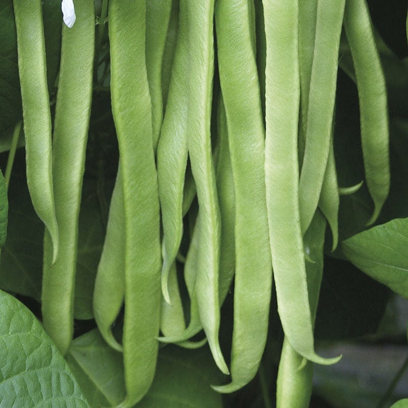 RHS Runner Bean Stardust Seeds