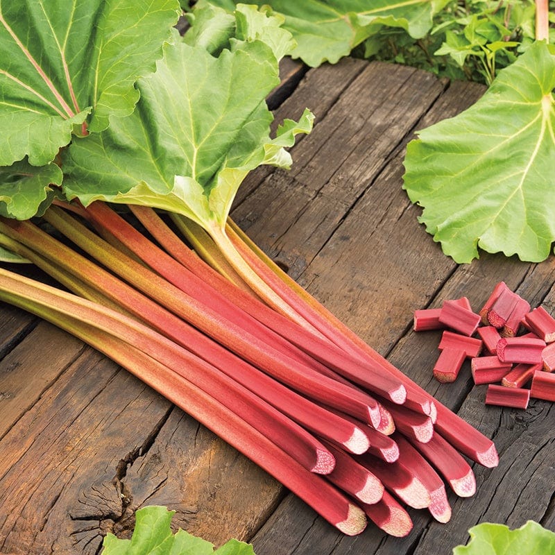 Rhubarb Fulton's Strawberry Surprise Fruit Plant