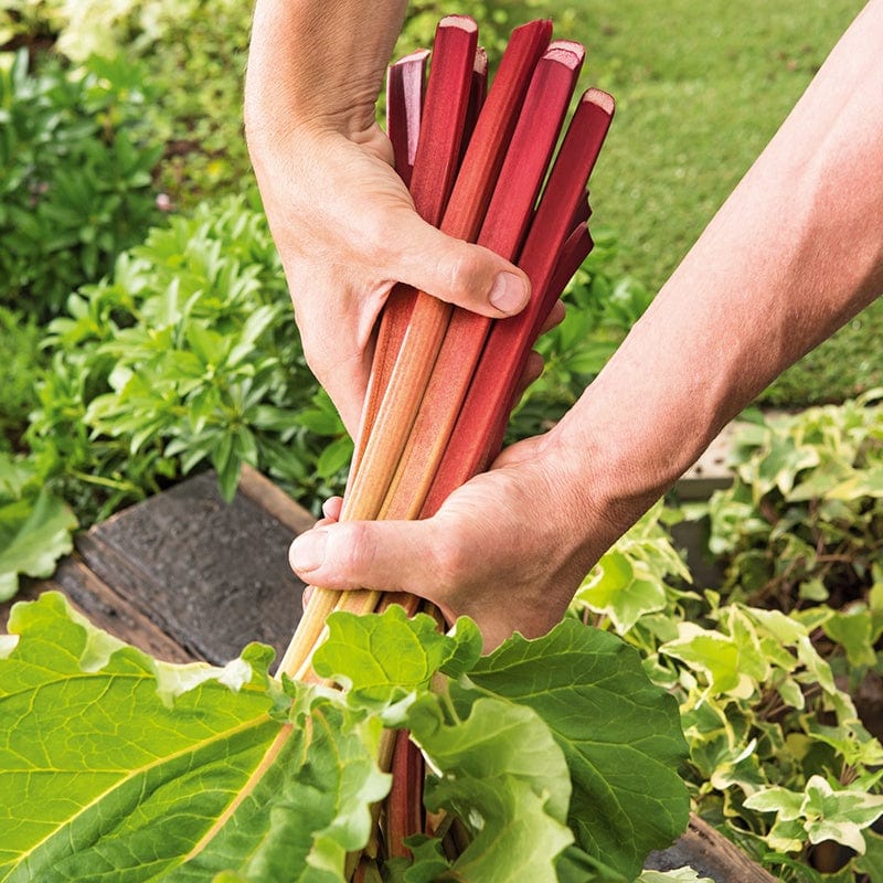 1 x 9cm potted plant Rhubarb Crumble King Plants