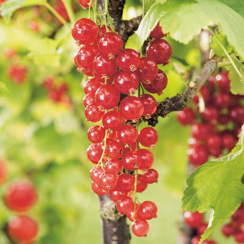 Redcurrant Jonkheer van Tets Fruit Plants