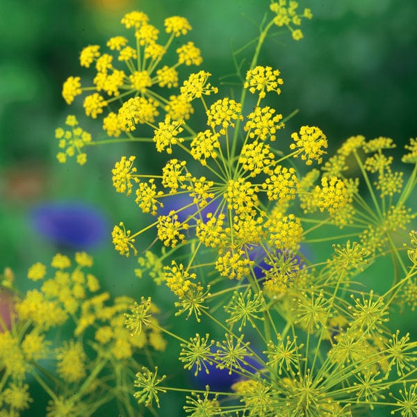 Ridolfia segetum Flower Plants