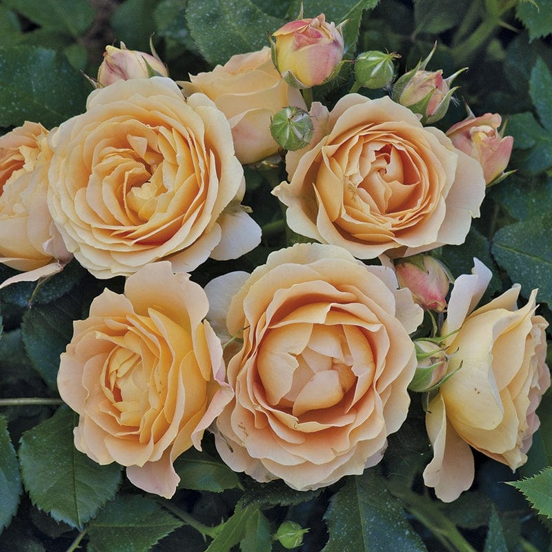 Dolce Vita (Small Floribunda) Rose Plants