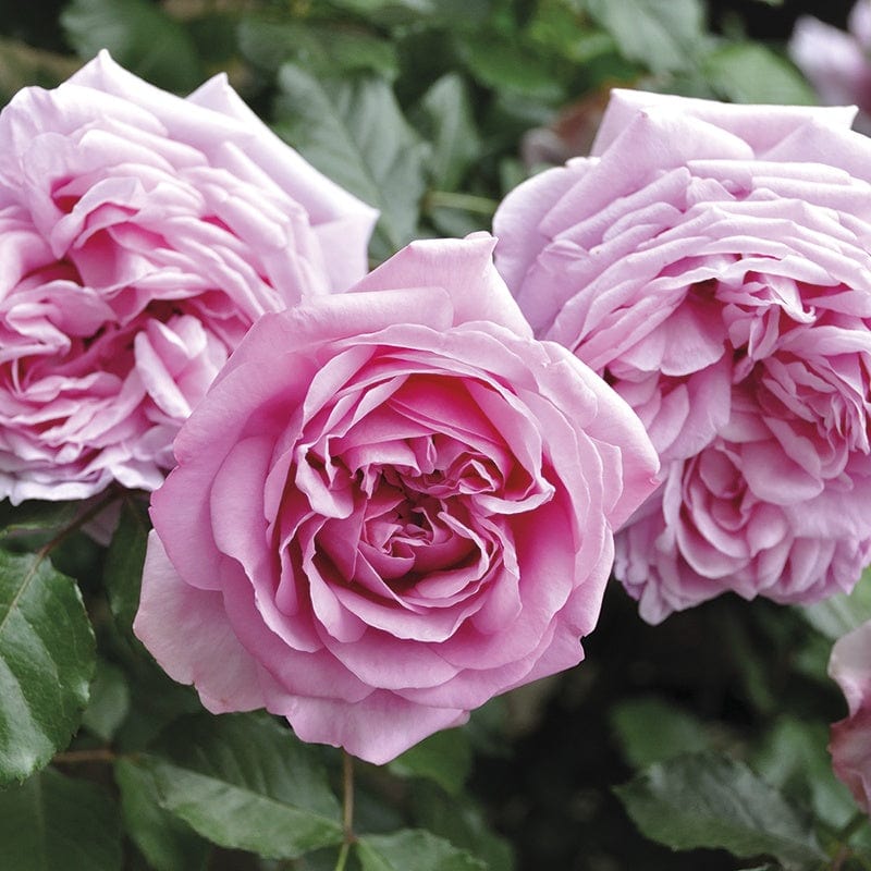 Pompadour (Floribunda) Rose Plants