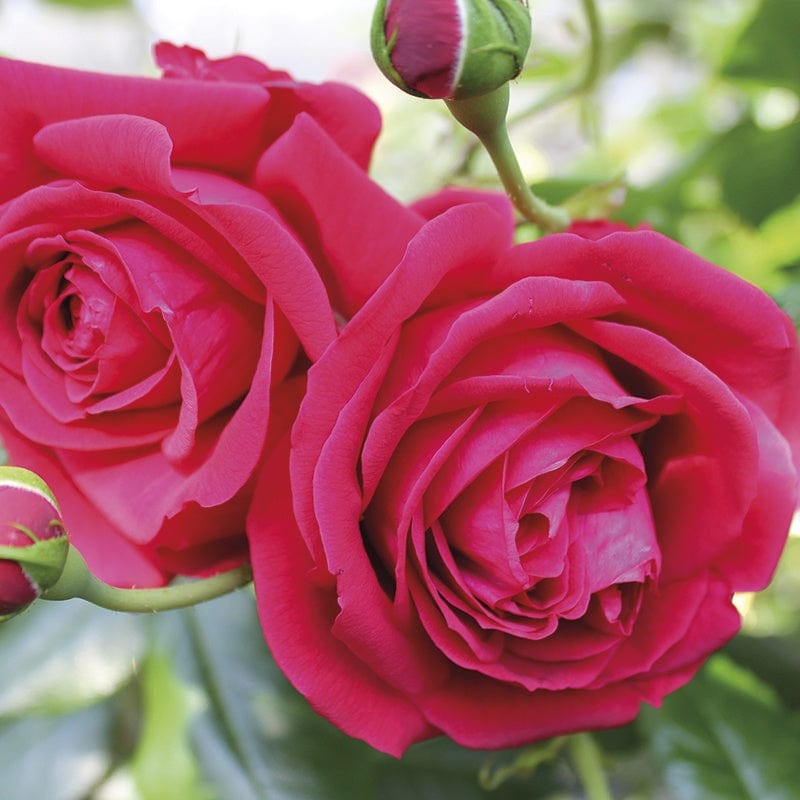 Republic de Montmartre (Floribunda) Rose Plants