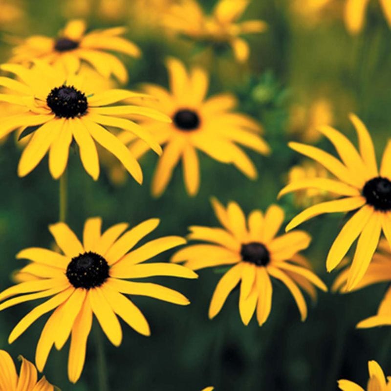 Rudbeckia fulgida var. sullivantii Goldsturm Flower Plants