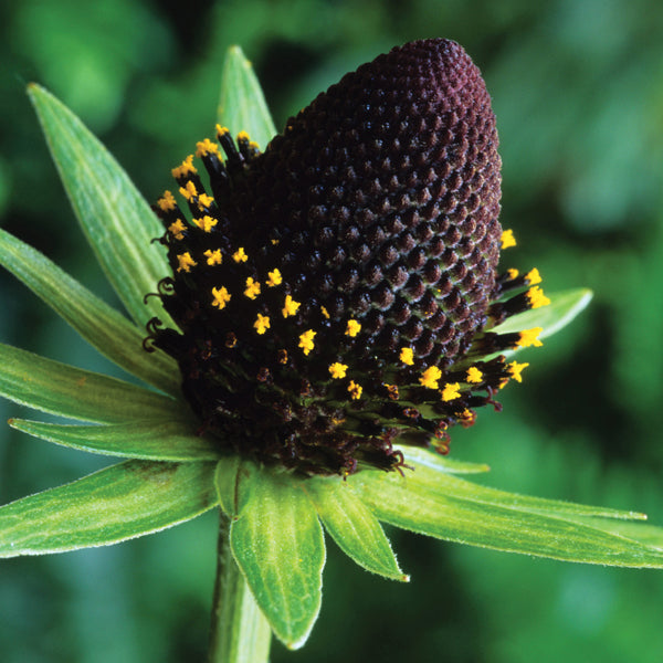 Rudbeckia Green Wizard Flower Plant