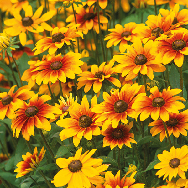 Close-up of bright yellow and orange flowers with green leaves