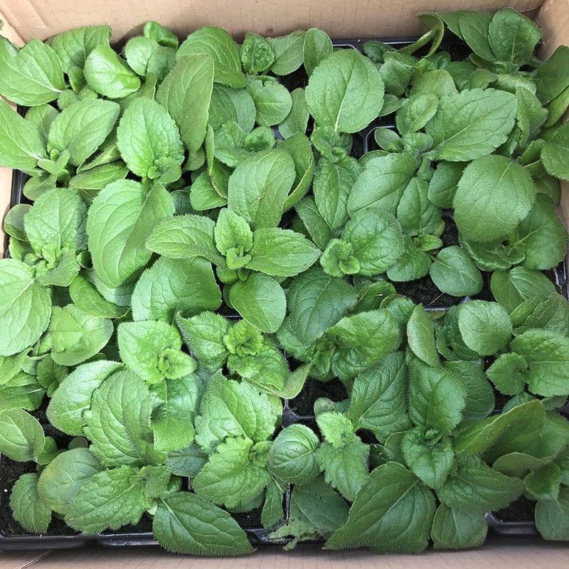 Tray of young green plants in a cardboard box