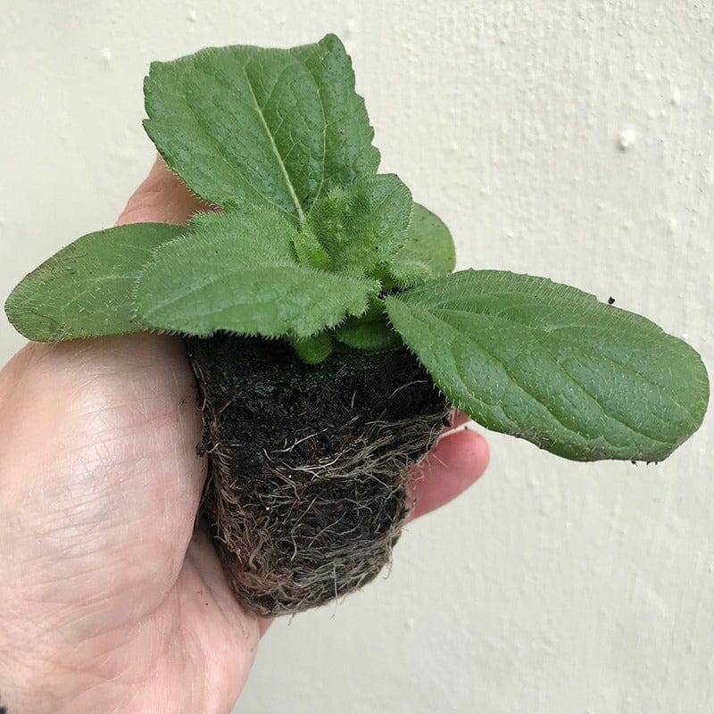 Small green plant held in a hand against a plain background