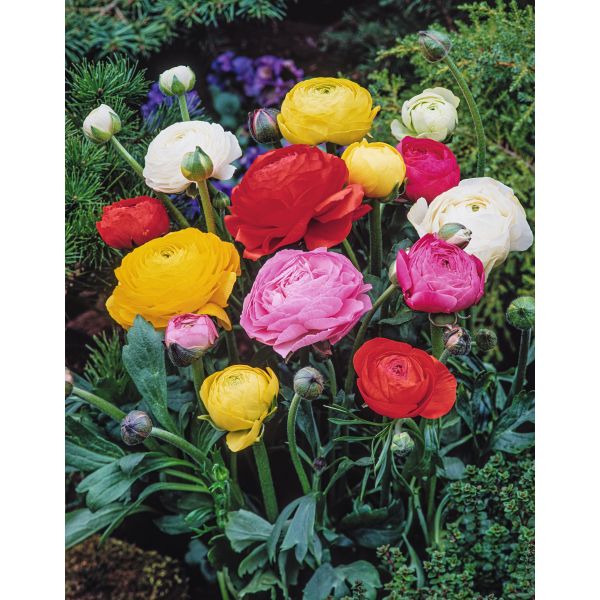 Ranunculus Mixed Flower Bulbs