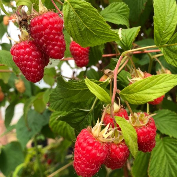 Raspberry Glen Mor Plant