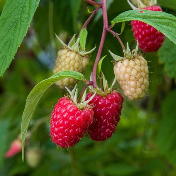 Raspberry Glen Mor Plant