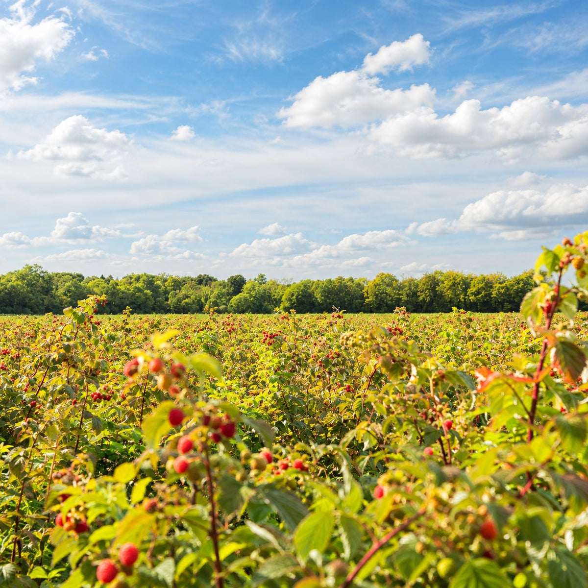 Raspberry Kwanza Fruit Plants