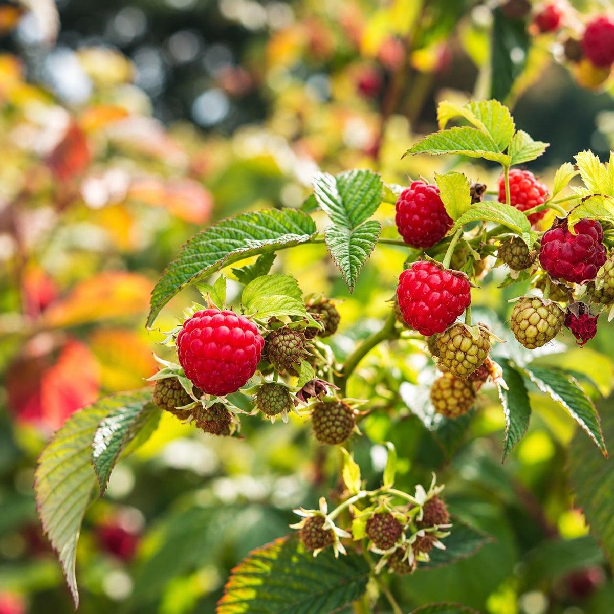 Raspberry Kwanza Fruit Plants