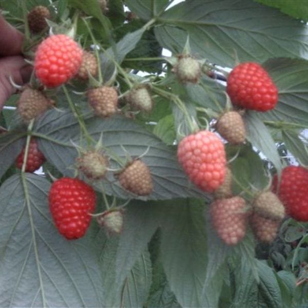 Raspberry Polka AGM Fruit Canes (Primocane)