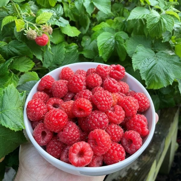 Raspberry Yummy Fruit Plant