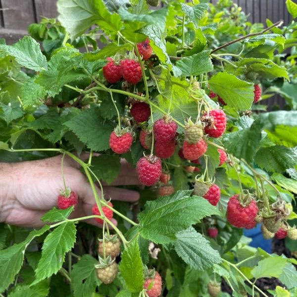 Raspberry Yummy Fruit Plant