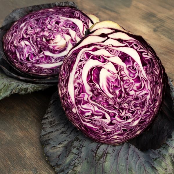 Cabbage Redbowl Flower Plants