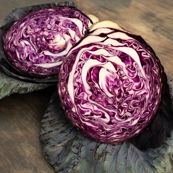 Cabbage Redbowl Vegetable Plants