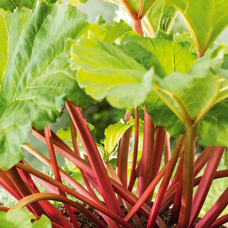 Rhubarb Crumble King Plants