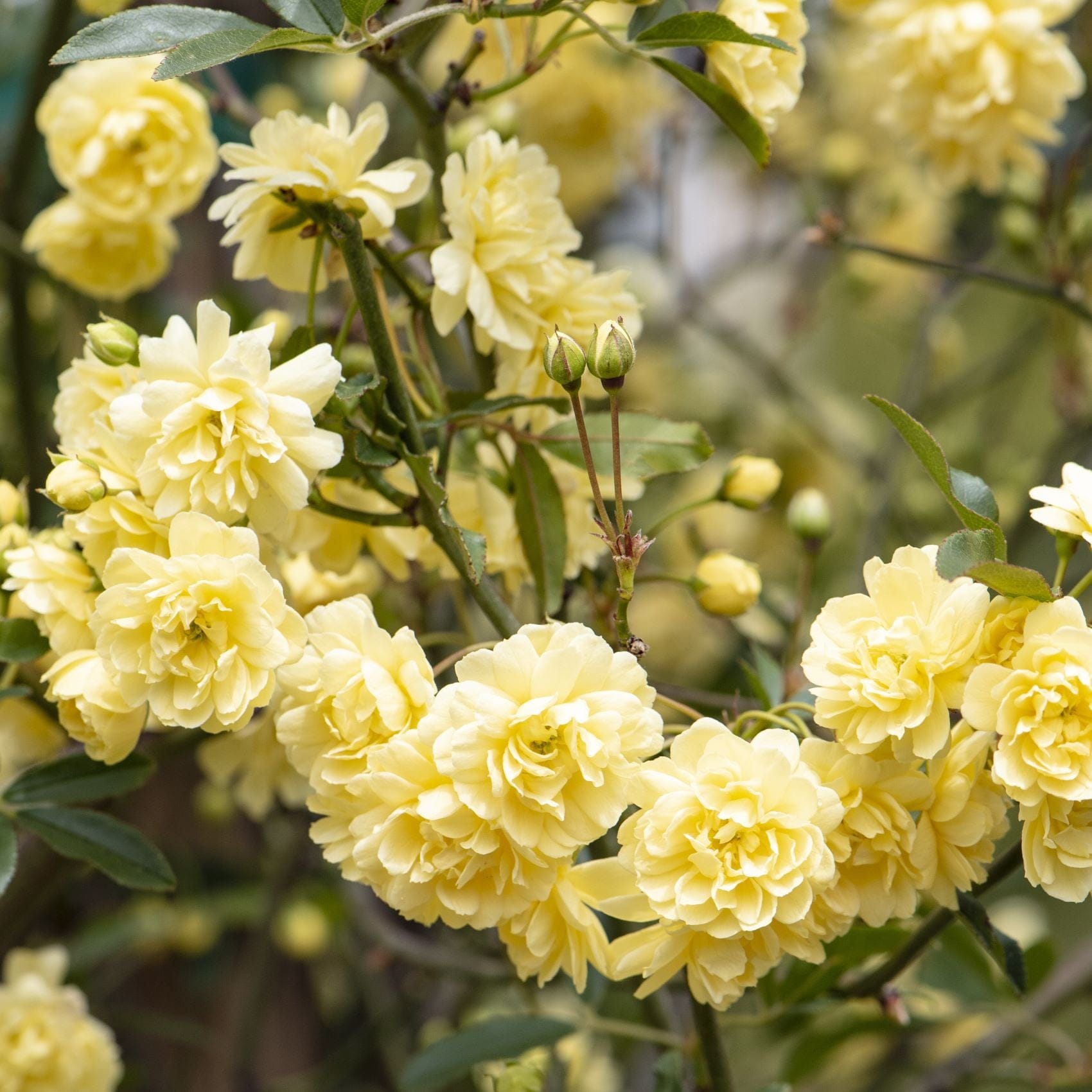 1 x 9cm Potted Plant Rosa banksiae Lutea (Yellow Banksian Rose) Plants