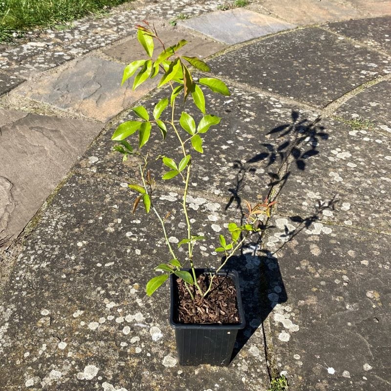 Rosa banksiae Lutea (Yellow Banksian Rose) Plants