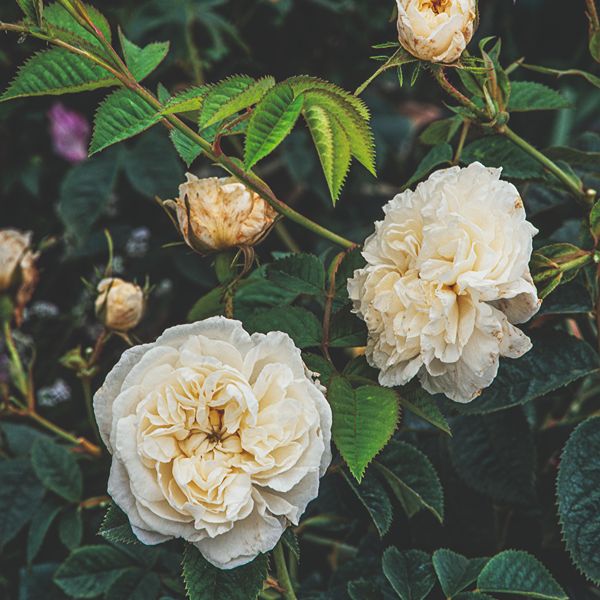 Rose Alba Maxima (Shrub) Plants