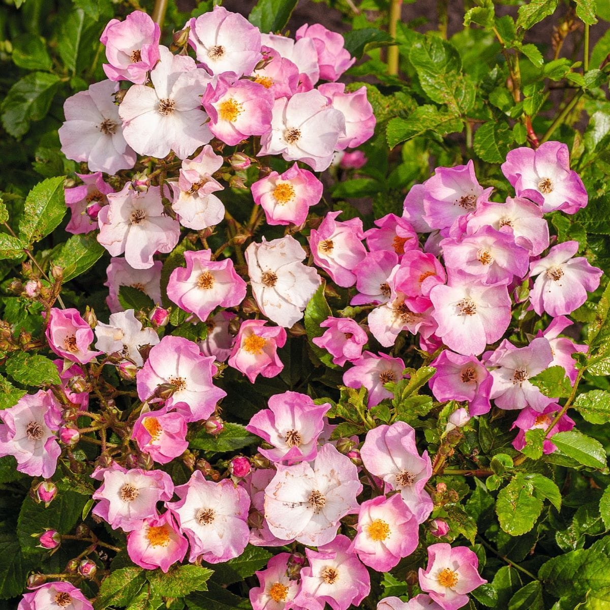 3 x bare root Rose Ballerina  (Shrub Rose) Plants