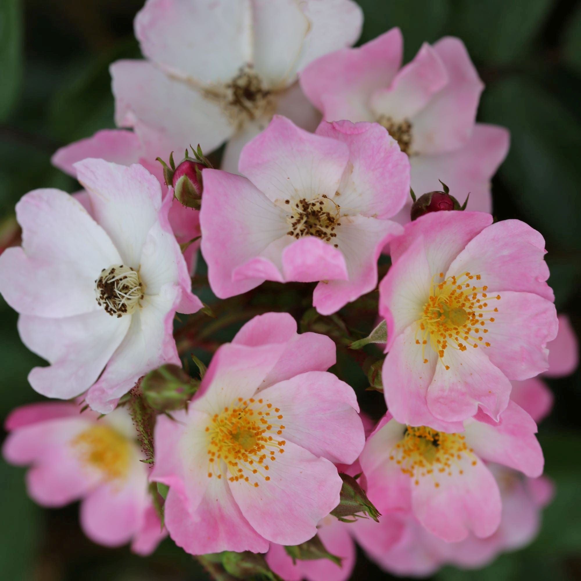 Rose Ballerina  (Shrub Rose) Plants