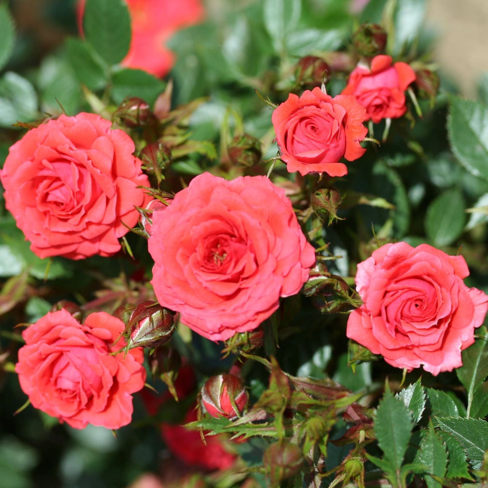 3 x bare root Rose Birthday Wishes (Patio Rose) Plants