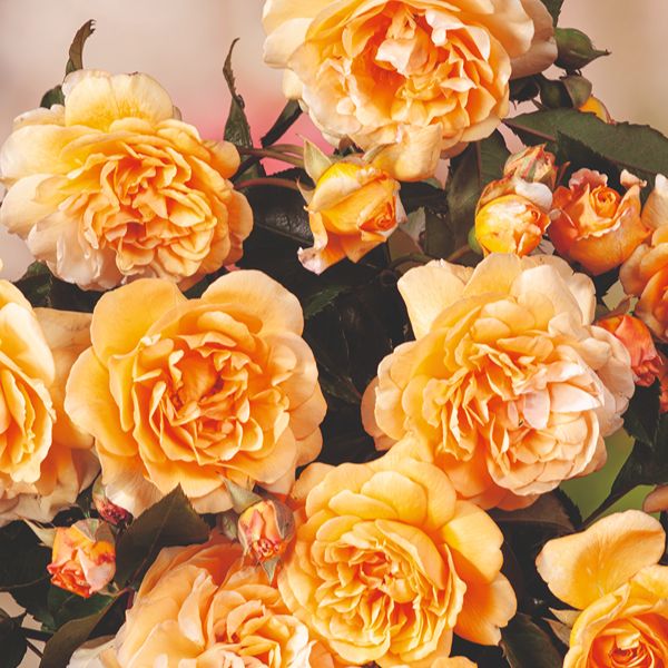 Rose Buff Beauty (Shrub) Plants - AGM