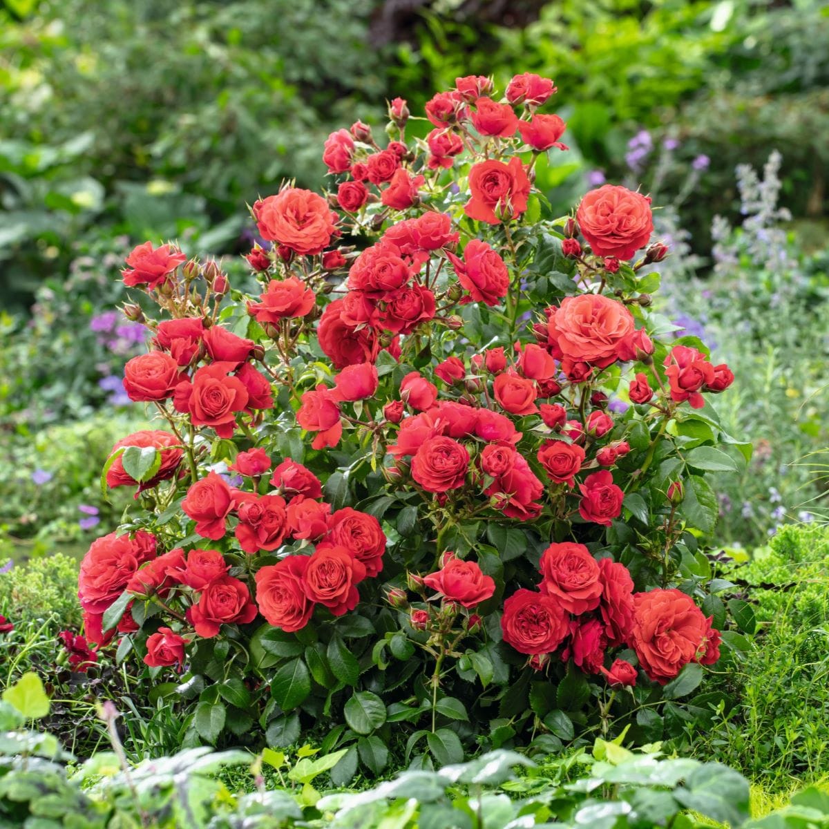 3 x bare root Rose Cherry Girl (Bush Rose) Plants