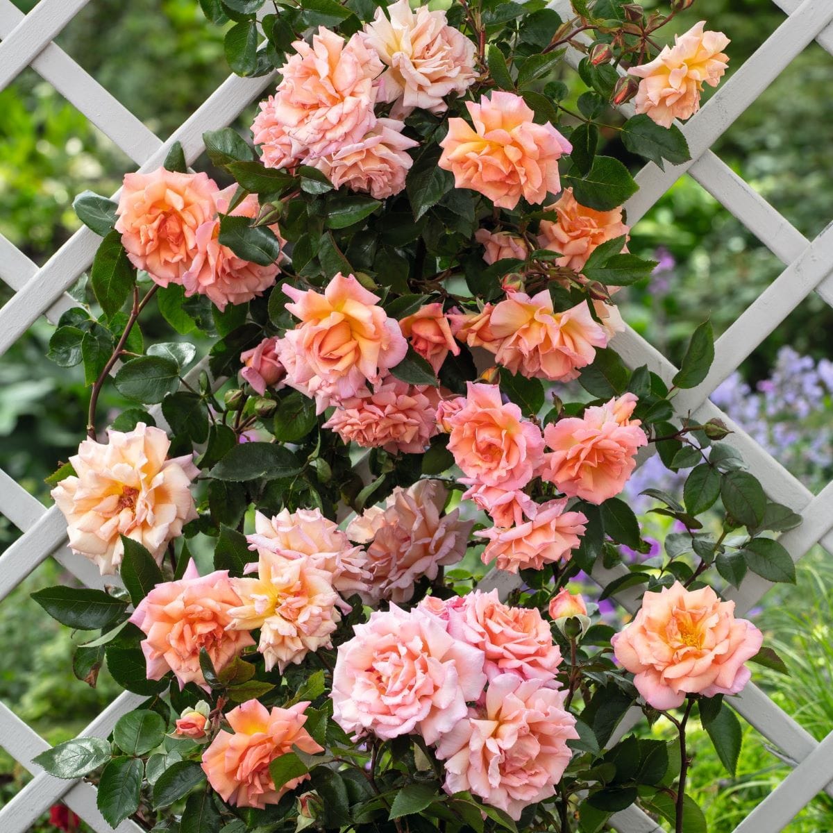 Rose Compassion (Climbing Rose) Plants