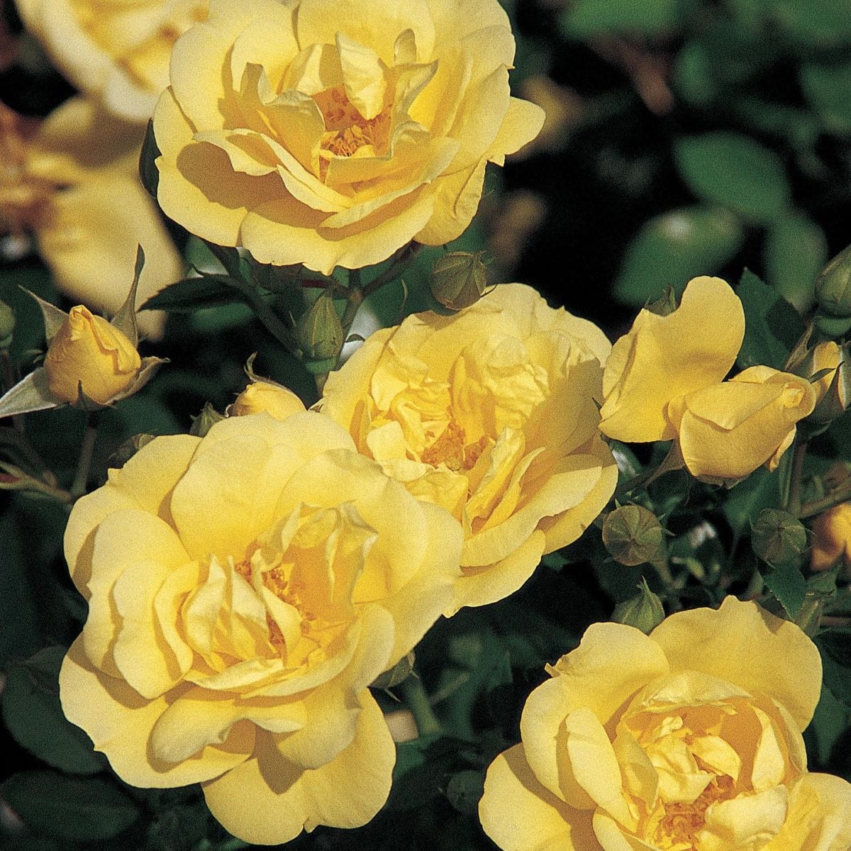 1 x bare root Rose Flower Carpet Gold (Ground Cover Rose) Plants