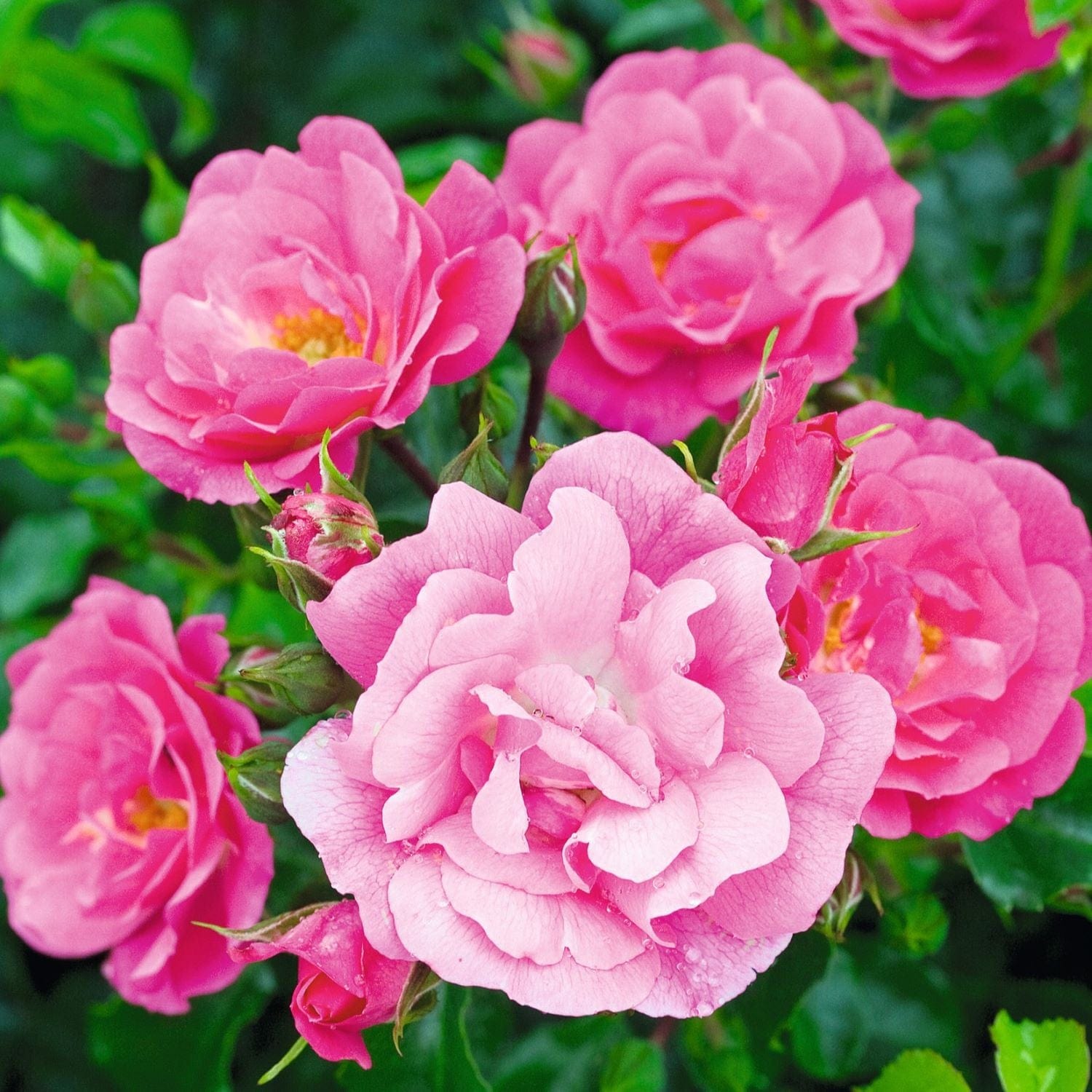 Rose Flower Carpet Pink (Ground Cover Rose) Plants