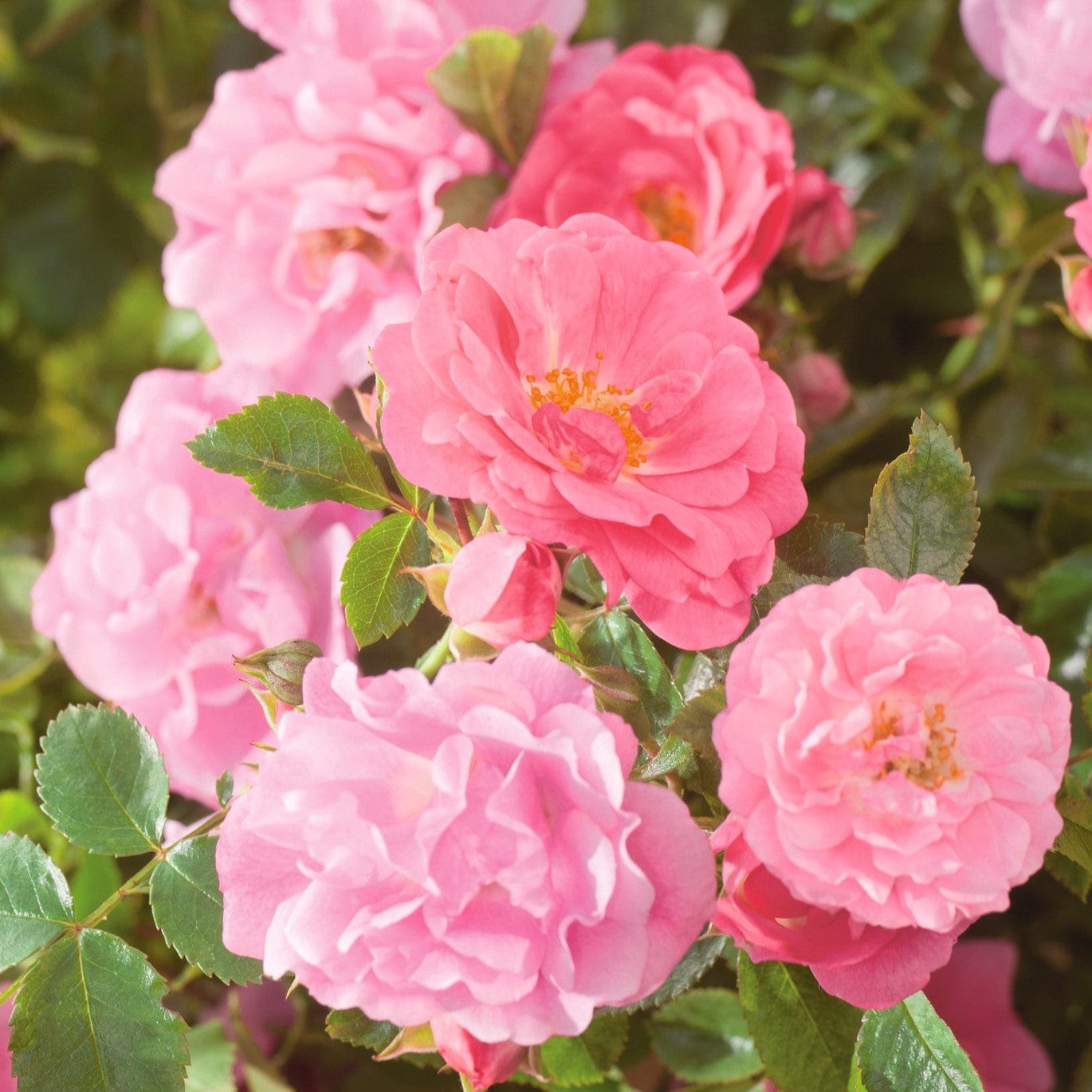 3 x bare root Rose Flower Carpet Pink (Ground Cover Rose) Plants