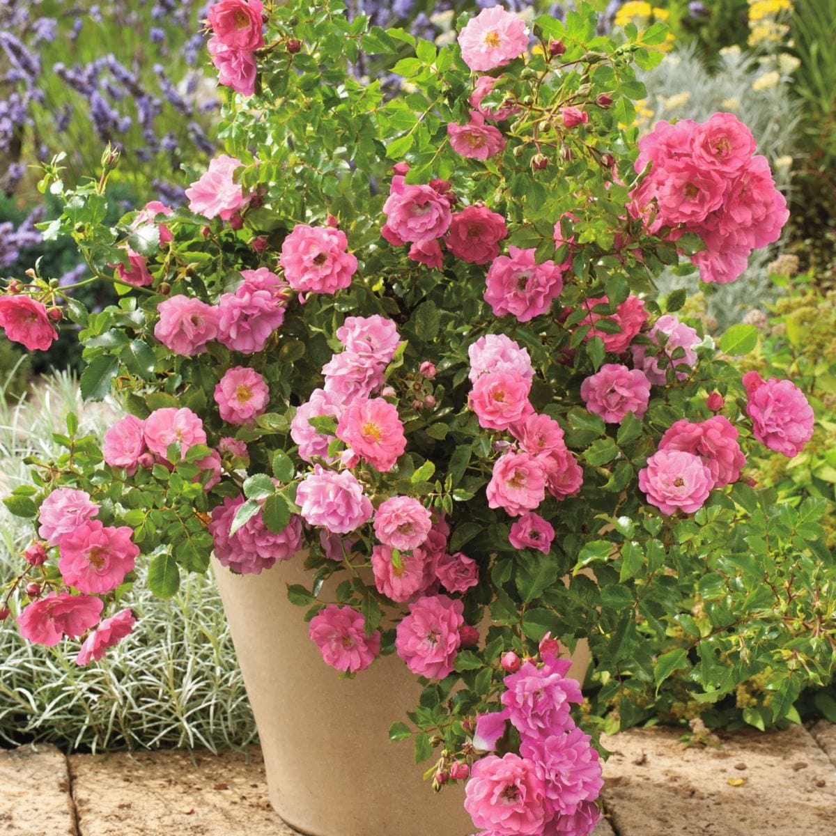 Rose Flower Carpet Pink (Ground Cover Rose) Plants