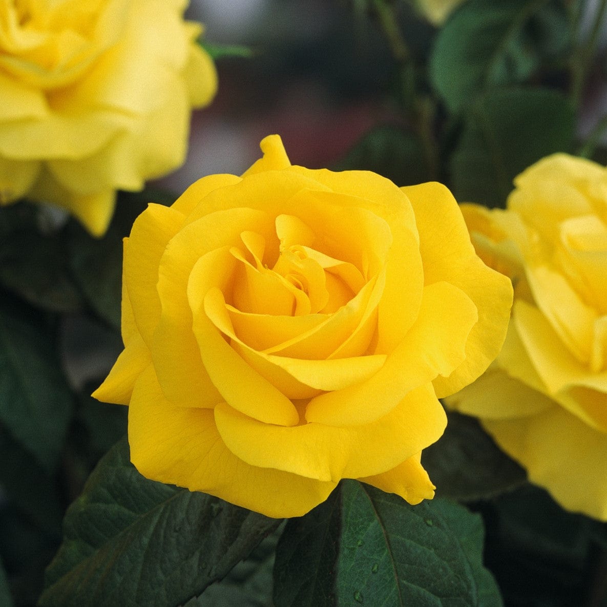 3 x bare root Rose Golden Wedding (Bush Rose) Plants